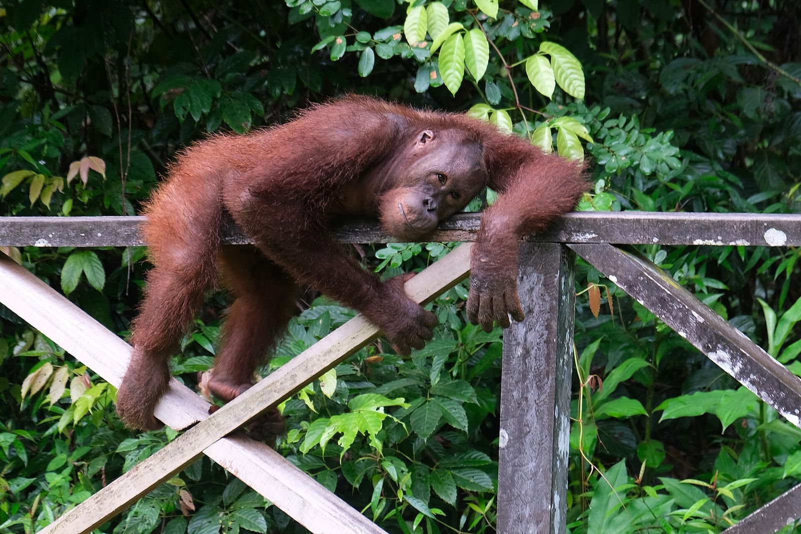 Borneo Wildlife in Sabah: Sepilok Orangutans, the Kinabatangan River and Mount Kinabalu